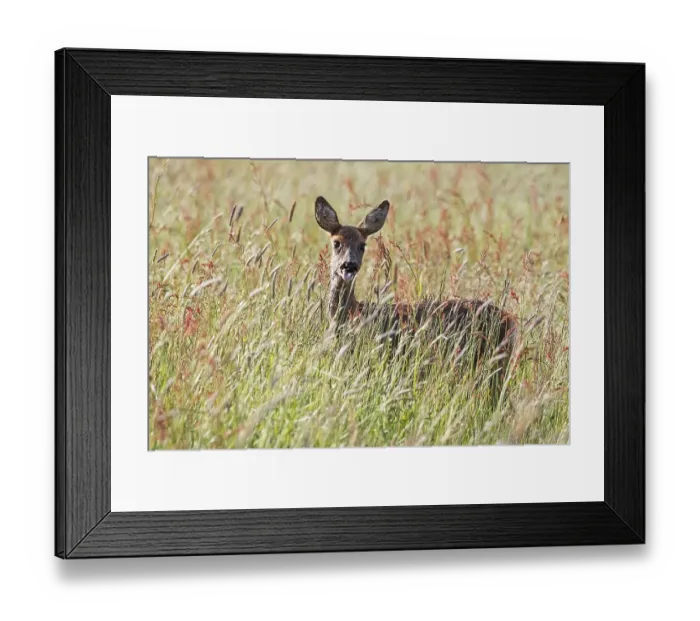 Framed Print : European roe deer (Capreolus capreolus) in a meadow sticks out its tongue Framed Print : European roe deer (Capreolus capreolus) in a meadow sticks out its tongue