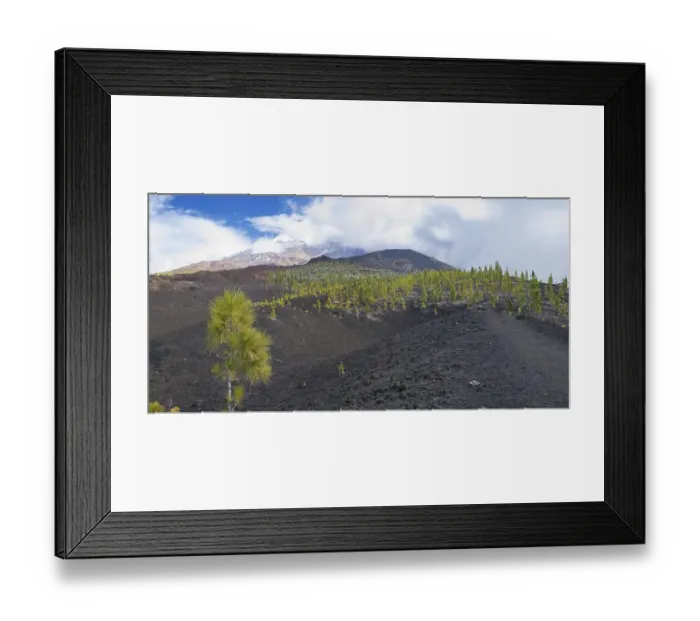 Framed Print : Canary island pines (Pinus canariensis) Framed Print : Canary island pines (Pinus canariensis)