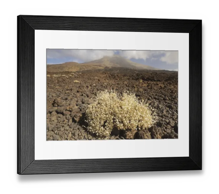 Framed Print : Teide broom (Cytisus supranubius) Framed Print : Teide broom (Cytisus supranubius)