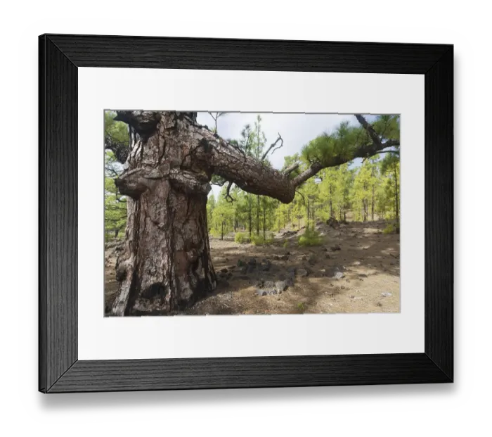 Framed Print : Canary Island Pine (Pinus canariensis) Arena Negras