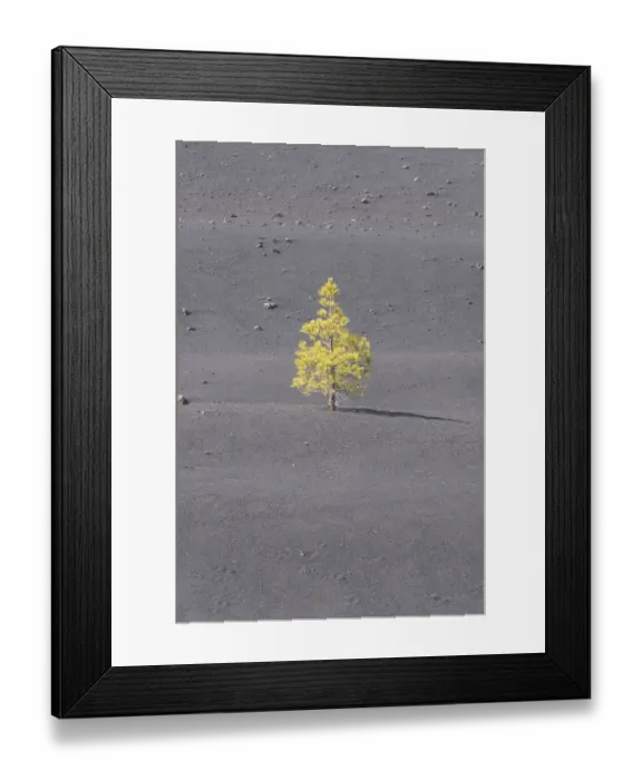 Framed Print : Canary Island Pine (Pinus canariensis) Arena Negras