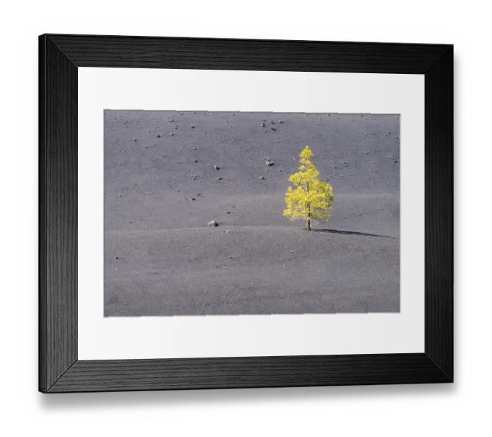 Framed Print : Canary Island Pine (Pinus canariensis) Arena Negras