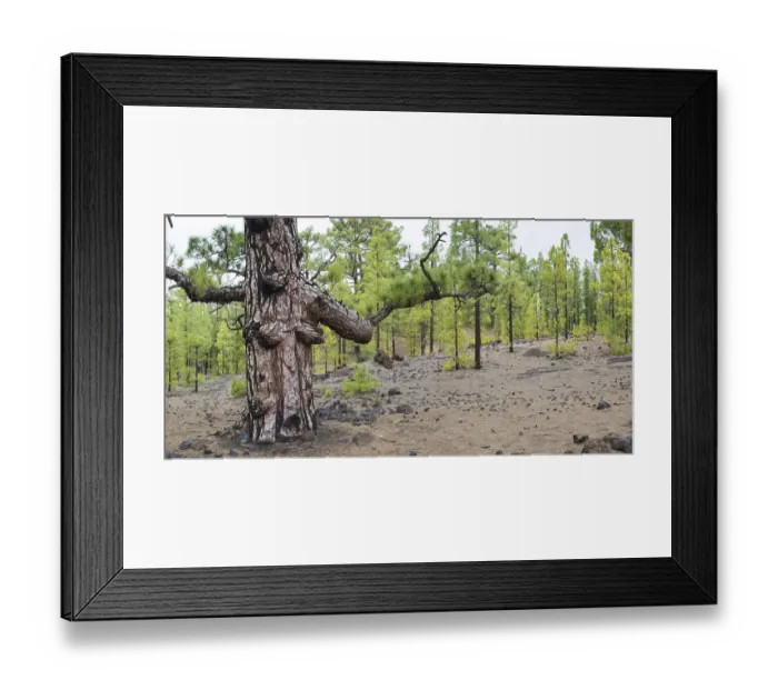 Framed Print : Canary Island Pine (Pinus canariensis) Arena Negras Framed Print : Canary Island Pine (Pinus canariensis) Arena Negras