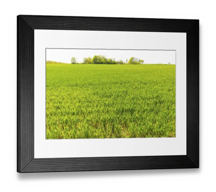 Framed Print : Grain field at the NSG Geltinger Birk