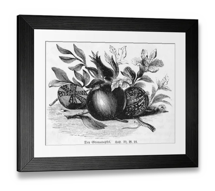 Framed Print : Pomegranate, Bible, Old Testament Framed Print : Pomegranate, Bible, Old Testament