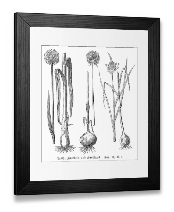 Framed Print : Leeks (Alium Porrum), onions (Alium Cepa) and garlic (Alium Sativum)