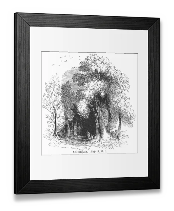 Framed Print : Olive grove, Palestine, Way, Trees