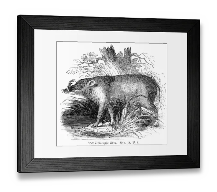 Framed Print : The Ethiopian boar, pig, unclean Framed Print : The Ethiopian boar, pig, unclean