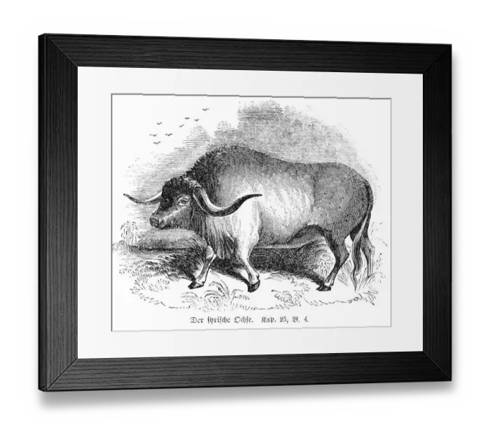 Framed Print : The Syrian Ox, Agriculture, Draft animal Framed Print : The Syrian Ox, Agriculture, Draft animal