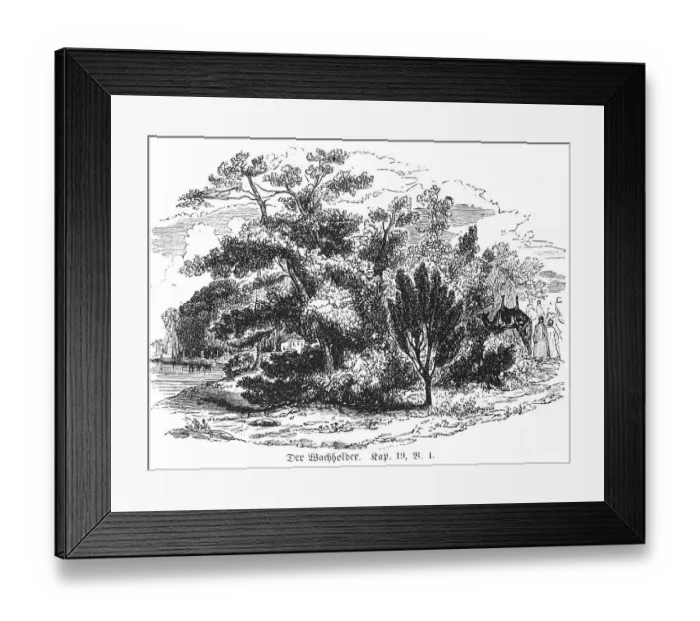 Framed Print : The juniper, desert, journey, traveller