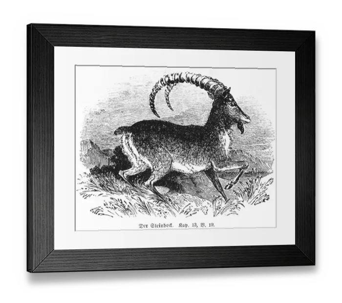 Framed Print : The Ibex, horns, bent, running