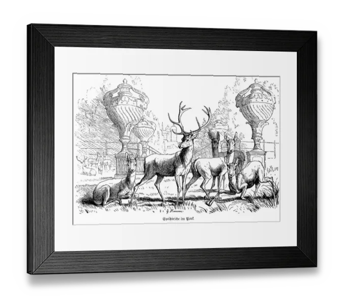 Framed Print : Several noble stags in a park, fallow deer Framed Print : Several noble stags in a park, fallow deer