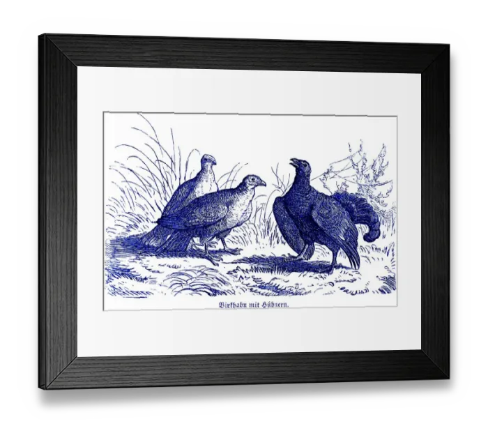 Framed Print : Black grouse with hens, Hubertus hunting and hunting scenes
