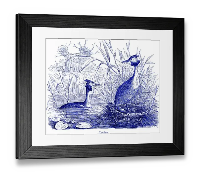 Framed Print : Two Great Crested Grebes with clutch of eggs