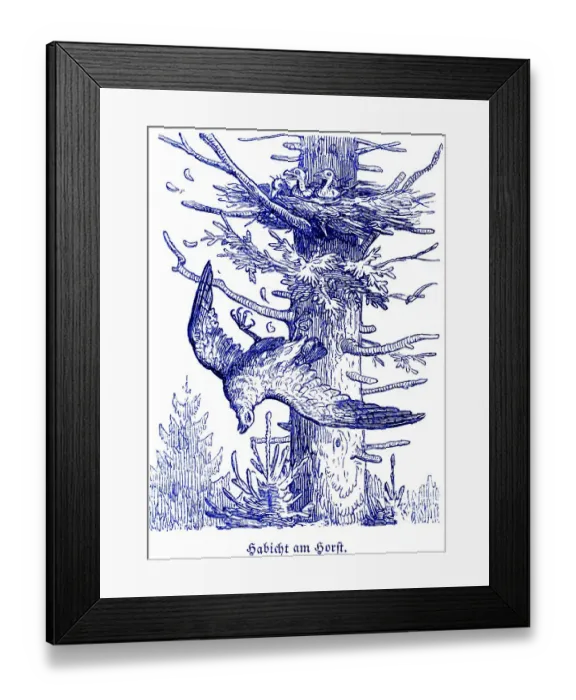 Framed Print : Goshawk at the eyrie, Hubertus hunting and hunting scenes