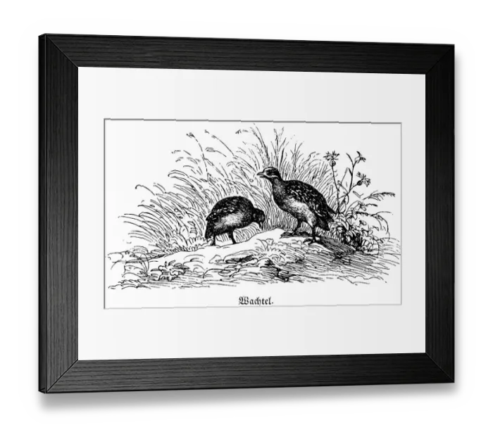 Framed Print : Two quails, Hubertus hunting and hunting scenes