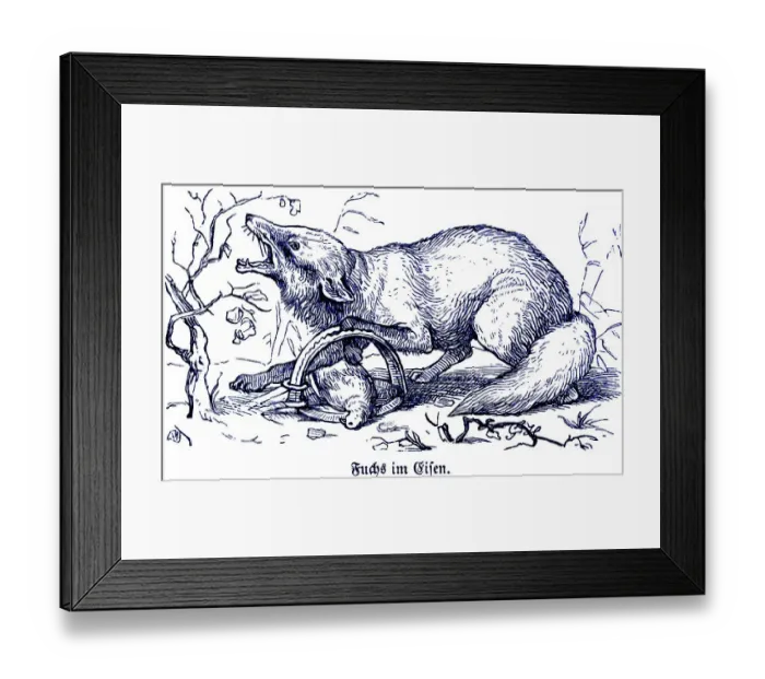 Framed Print : Fox in iron, trap, Hubertus hunting and hunting scenes Framed Print : Fox in iron, trap, Hubertus hunting and hunting scenes