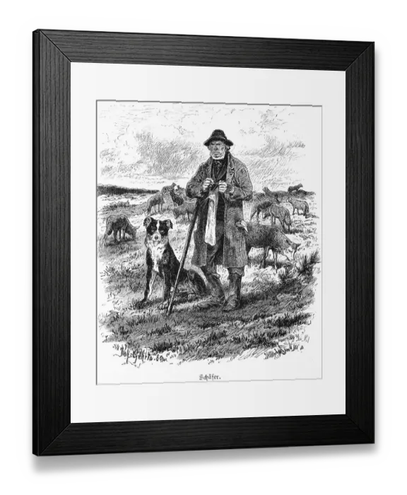 Framed Print : Shepherd, Mecklenburg-Western Pomerania Framed Print : Shepherd, Mecklenburg-Western Pomerania