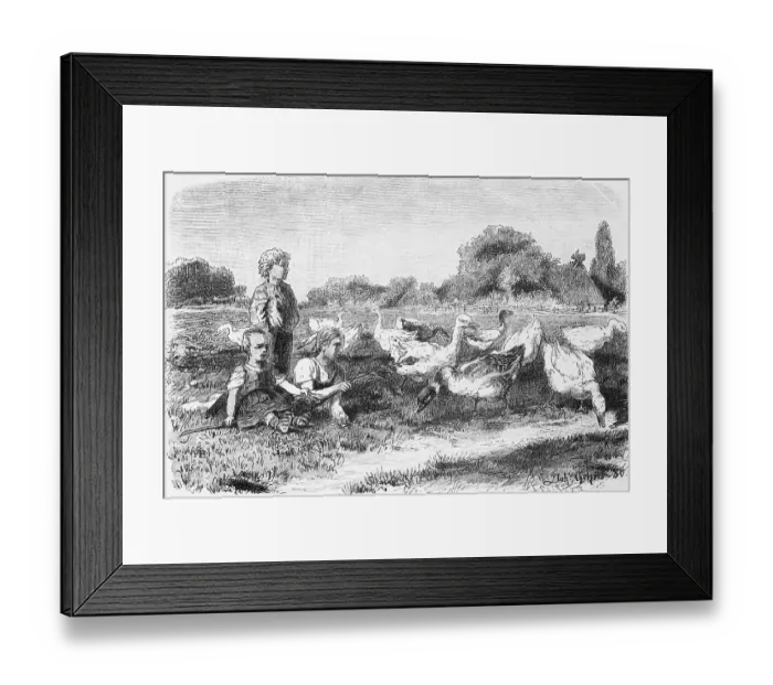 Framed Print : Goose pasture, Mecklenburg-Western Pomerania