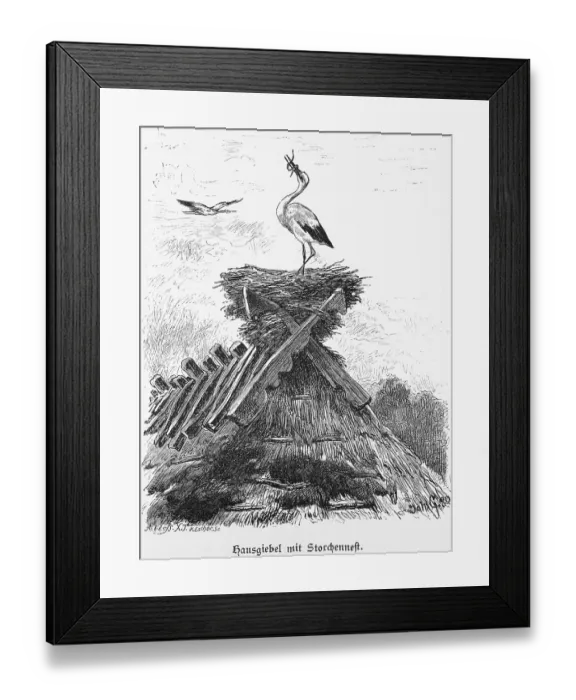 Framed Print : Stork's nest on thatched roof Framed Print : Stork's nest on thatched roof