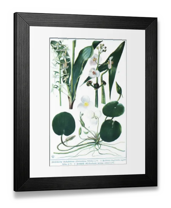 Framed Print : Botany, Two-leaved cuckoo flower (Platanthera bifolia)