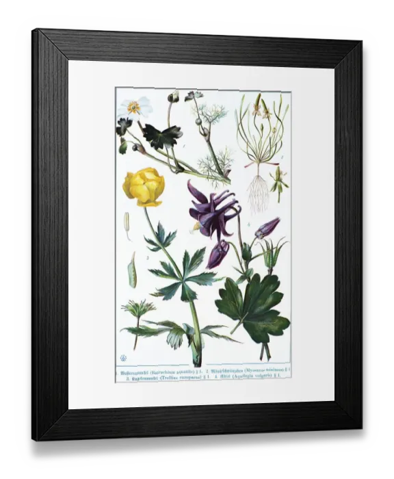 Framed Print : Botany, water ranunculus above common water crowfoot (Batrachium aquatile) Framed Print : Botany, water ranunculus above common water crowfoot (Batrachium aquatile)