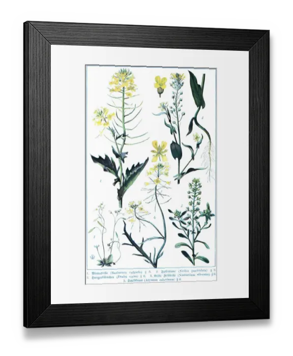 Framed Print : Botany, yellow rocketcress (Barbarea vulgaris)