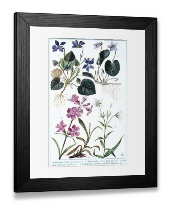 Framed Print : Botany, wood violet (Viola sivestris) Framed Print : Botany, wood violet (Viola sivestris)