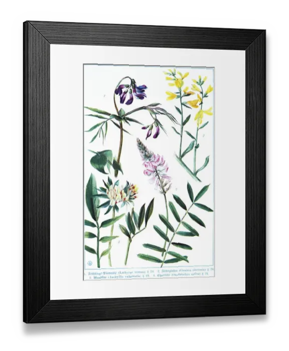 Framed Print : Botany, spring vetchling (Lathyrus vernus) Framed Print : Botany, spring vetchling (Lathyrus vernus)