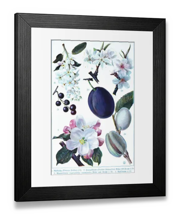 Framed Print : Botany, wild cherry (Prunus padus)