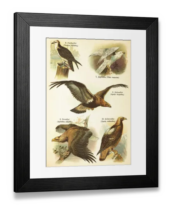 Framed Print : Western osprey (Pandion haliaetus) Framed Print : Western osprey (Pandion haliaetus)