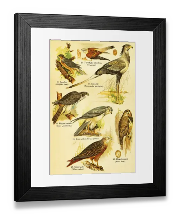 Framed Print : Kestrel (Cerchneis tinnuncula) Framed Print : Kestrel (Cerchneis tinnuncula)