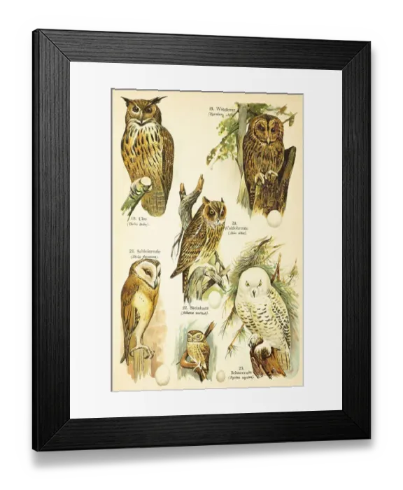 Framed Print : Eurasian eagle-owl (Bubo bubo)