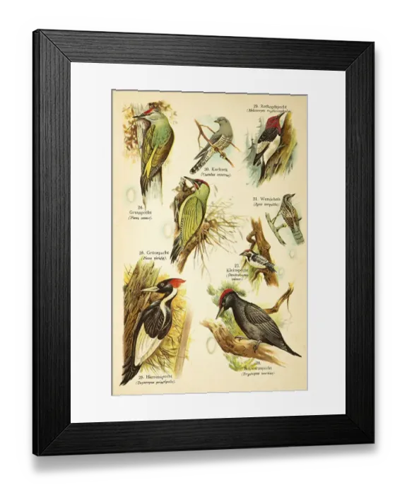 Framed Print : Grey-headed Woodpecker (Picus canus) Framed Print : Grey-headed Woodpecker (Picus canus)