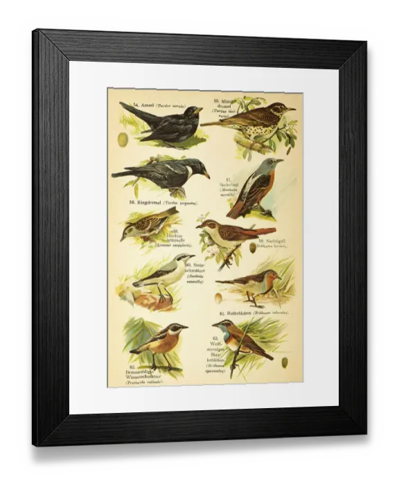 Framed Print : Blackbird (Turdus merula), Mistle Thrush (Turdus viscivorus)