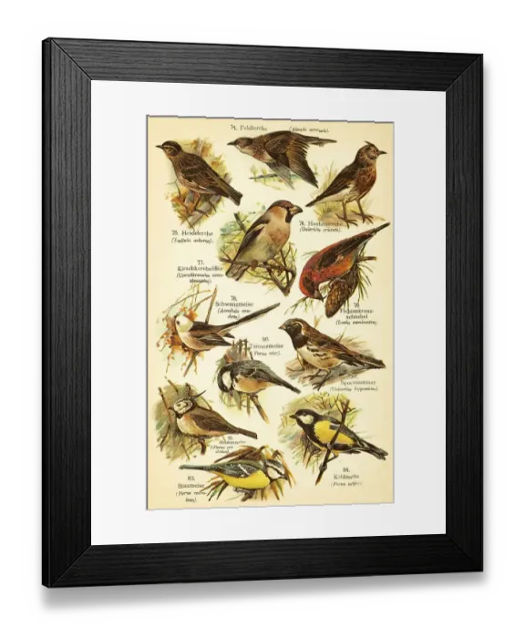 Framed Print : Eurasian skylark (Alauda arvensis) Framed Print : Eurasian skylark (Alauda arvensis)