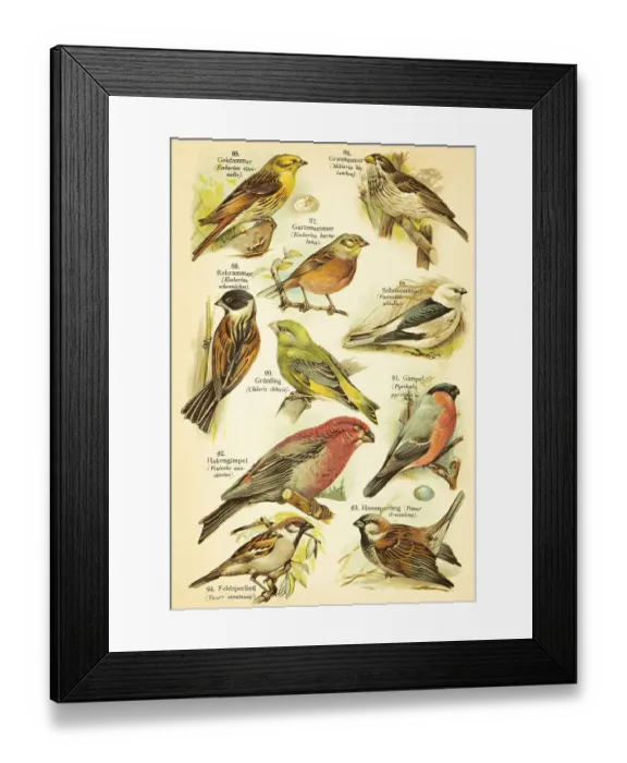 Framed Print : Yellowhammer (Emberiza citrinella)