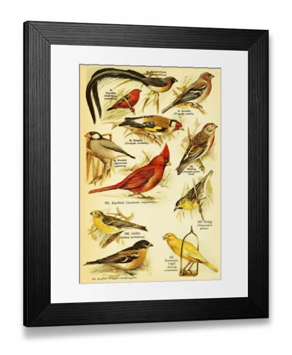 Framed Print : Long-tailed paradise whydah (Vidua paradisaea)