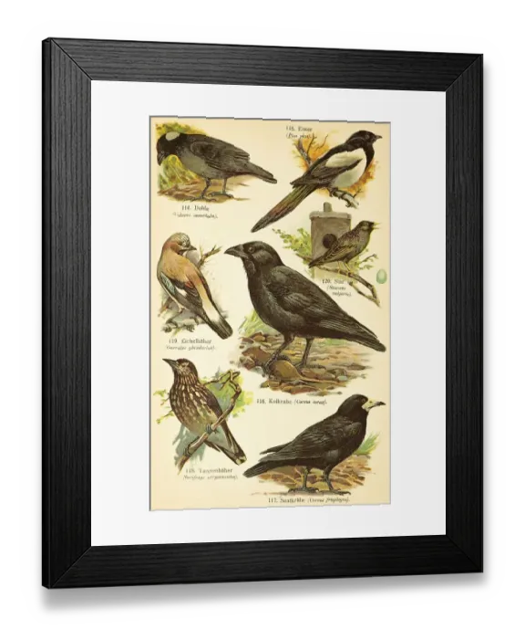 Framed Print : Western jackdaw (Coloeus monedula)