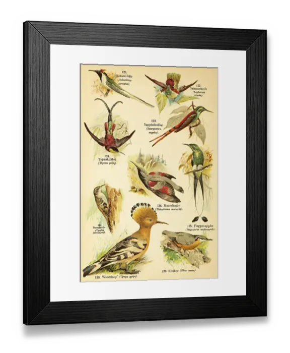 Framed Print : Tail fairy or sunbeam fairy (Heliactinus cornutus) or (Heliactin cornuta)