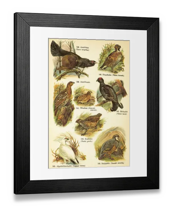 Framed Print : Western capercaillie (Tetrao urogallus)