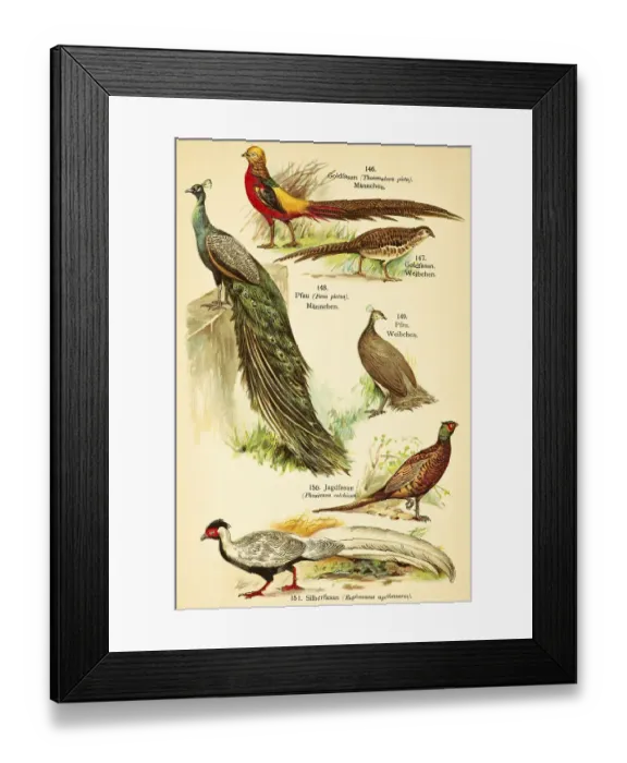 Framed Print : Golden pheasant (Chrysolophus pictus)
