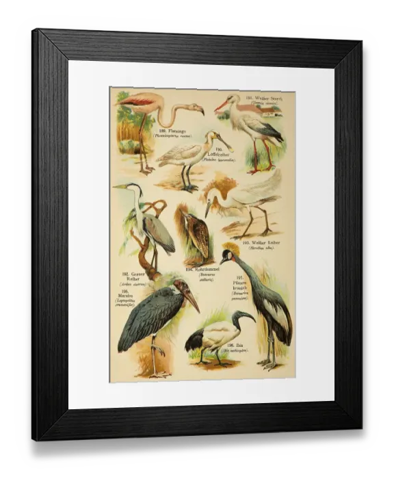 Framed Print : Flamingo (Phoenicopterus roseus)