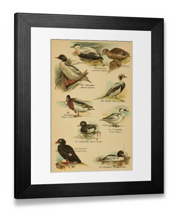 Framed Print : Common eider (Somateria mollissima) Framed Print : Common eider (Somateria mollissima)