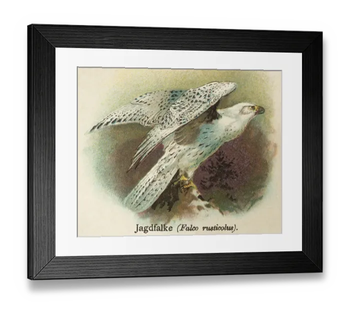 Framed Print : Gyrfalcon (Falco rusticolus) white Framed Print : Gyrfalcon (Falco rusticolus) white