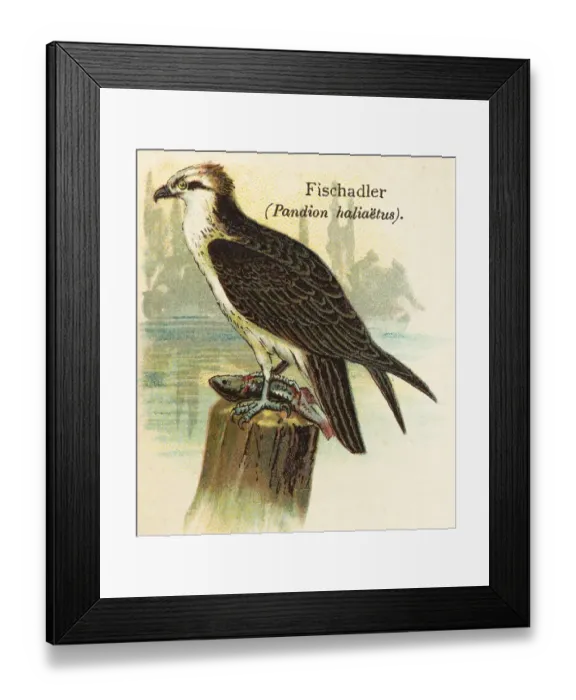 Framed Print : Western osprey (Pandion haliaetus) food