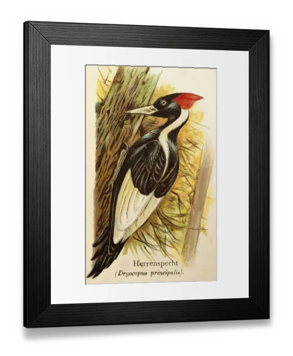 Framed Print : Pileated woodpecker (Dryocopus principalis) or ivory-billed woodpecker (Campephilus principalis)