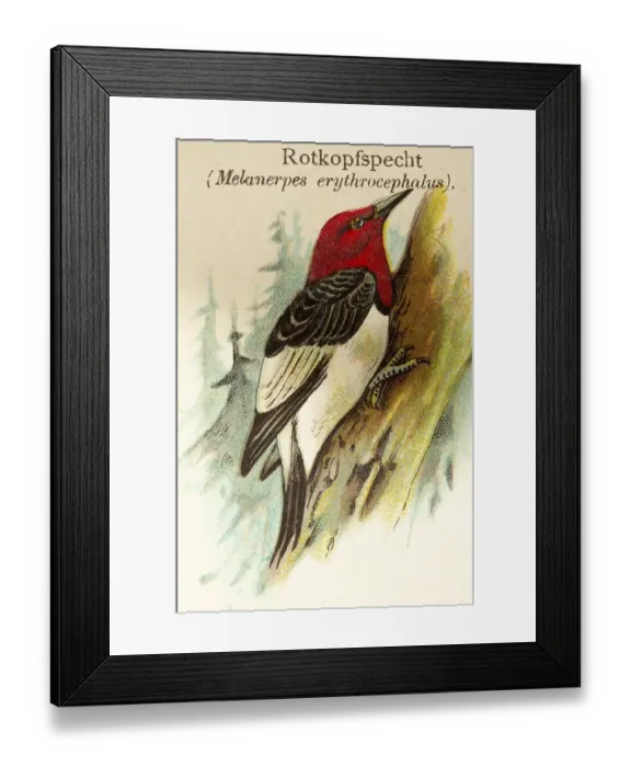 Framed Print : Red-headed woodpecker (Melanerpes erythrocephalus) Tree trunk