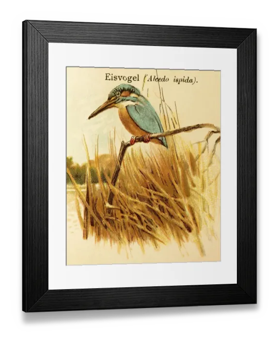 Framed Print : Common kingfisher (Alcedo atthis) Reeds