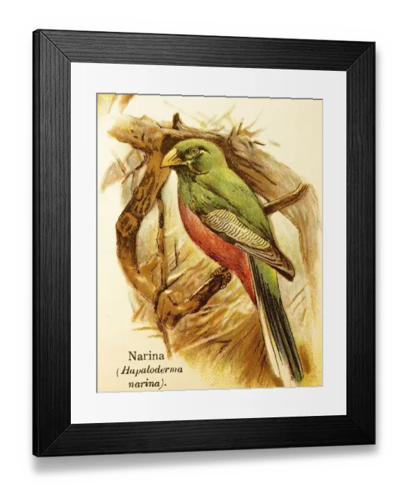 Framed Print : Narina or narina trogon (Apaloderma narina) branches Framed Print : Narina or narina trogon (Apaloderma narina) branches